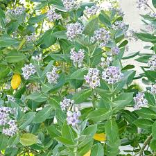 Image result for Calotropis gigantea