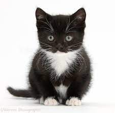 White siberian cats may have blue eyes. Ginger And White Siberian Kitten 16 Weeks Old Sitting With One Paw Raised Description From Warrenphoto Cute Cats Kittens And Puppies Black And White Kittens