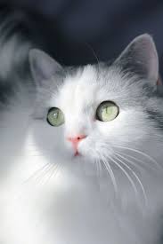 Sennur Sari Adli Kullanicinin Kedi Panosundaki Pin Cute Kittens Guzel Kediler Sevimli Kedi Yavrulari