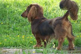 Image Gallery Long Haired Dachshund Grooming Dachshund Breed Popular Dog Breeds Dachshund