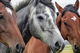 Vacunacion caballo calendario de vacunacion equinos. Chile Profundiza Su Alianza Con China Ahora Exportara Caballos Al Pais Asiatico La Tercera