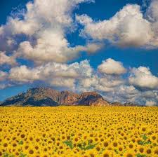 Sun Flower Valley Valencia Spain Places To Travel Beautiful Places Places To Go