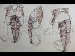 Human anatomy for artists could be the only book you ever own on human anatomy. Anatomy For Artists The Torso Front Rectus Abdominis Youtube