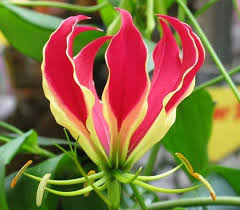 Image result for Gloriosa superba