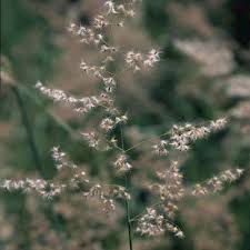 Image result for Melinis longiseta