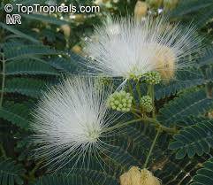 Image result for Albizia petersiana