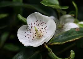 Image result for Cunoniaceae