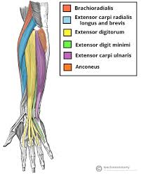 The upper arm is located between the shoulder joint and elbow joint. Muscles Of The Posterior Forearm Superficial Deep Teachmeanatomy