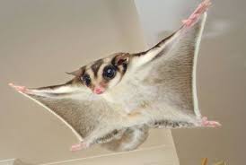 12 Questions To Ask Yourself Before Getting A Sugar Glider Sugar Glider Pet Sugar Glider Cute Animals
