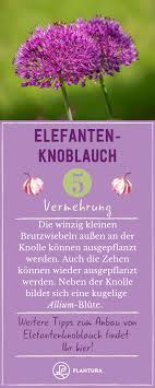 Elefantenknoblauch 6 Tipps Zum Anbau Im Eigenen Garten Plantura Anbau Erdbeeren Pflanzen Pflanzen