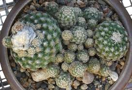 Best pots and potting media for cactus. A Small Collection 2015 And Beyond Page 27 Cactiguide Com