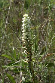 Image result for Satyrium trinerve