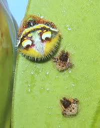 Image result for Poecilostachys