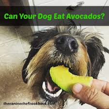 We wanted to get to the bottom of the debate once and for all. Can Dogs Eat Avocados The Canine Chef Cookbook