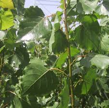 Image result for Salicaceae