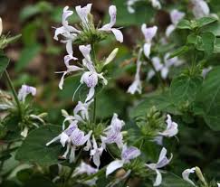 Image result for Hypoestes sp. aff. aristata B