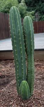 How can i get my own san pedro cactus for my spiritual journey? San Pedro Cactus Recipe Macy Makes Magic