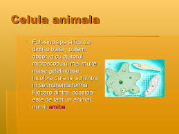 Deosebiri Dintre Celula Eucariota Si Procariota