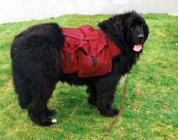 Choose a puppy from a reputable, accredited breeder and avoid the puppy farmers. Learn About The Newfoundland Dog Breed Newfoundland Dog Newfoundland Puppies Newfoundland