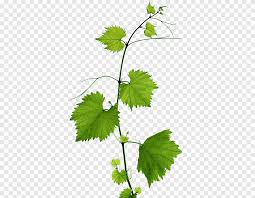 Grapes can be eaten fresh as table grapes or they can be used for making wine, jam, grape juice, jelly, grape seed extract, raisins, vinegar, and grape seed oil. Green Leafed Plant Kyoho Grape Leaves Leaf Branch Green Grape Leaves Watercolor Leaves Plant Stem Png Pngegg