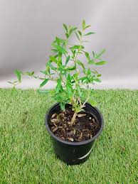 Image result for Freylinia