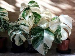 Read this before buying a variegated monstera. Monstera Deliciosa Albo Variegata The Most Expensive Plants In The World Thursd