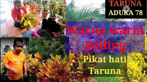 Kali ini saya mau share tentang cara tanam ros dari keratan batang. Cara Menanam Pokok Puding Menggunakan Keratan Batang Youtube