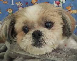 The most common shih poo puppies material is ceramic. Adopt A Shih Tzu Lend A Helping Paw Shih Tzu Rescue
