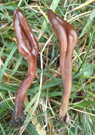 Image result for Microglossa densiflora