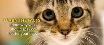 Wigan, bolton & surrounding areas: Face Low Cost Animal Clinichome Face Low Cost Animal Clinic