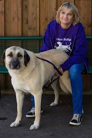Mein riesen hund reagiert auf kampfhunde !! Tierschutzbeauftragte Nicht Alle Kangals Sind Attentater Urban Dog