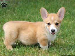 But, like all dogs, they need to be properly house trained to avoid making a mess on the floor. Tess Welsh Corgi Puppy For Sale From Honey Brook Pa Corgi Puppies For Sale Welsh Corgi Puppies Corgi