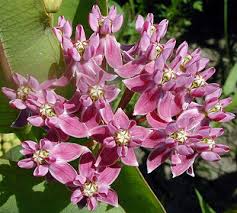 This Is A Great Source For Milkweed Help The Monarchs And Monarch Watch Too Monarch Watch S Milkweed Market Milkweed Plant Milkweed Asclepias