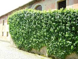 La bella sempreverde e coriacea dipladenia mandevilla con chioma folta, foglie verde scuro e grandi fiori campanulati. La Pianta Rampicante Rampicanti La Pianta Rampicante Per Il Giardino