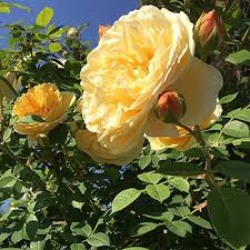 I need it before i meet her. Rose Bushes The Home Depot