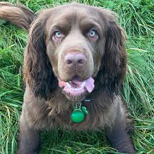 Image result for sussex španěl