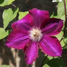 Image result for Clematis pulchra