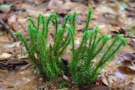 Image result for Lycopodiaceae