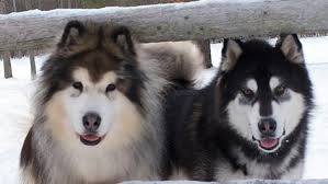 Coat Color Guide Alaskan Malamute Club Of America