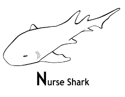 You might also be interested in coloring pages from sharks category. Nurse Shark Coloring Page Animals Town Animals Color Sheet Nurse Shark Printable Coloring