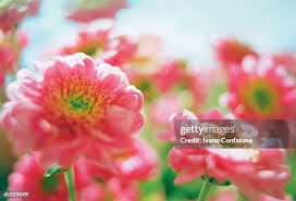 12,378 Soni Stock Photos, High-Res Pictures, and Images