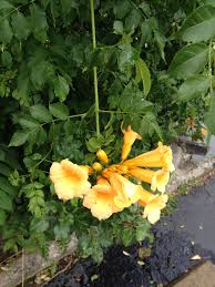 View other commonly requested plants on our wiki! Campsis Radicans Cow Itch Cow Vine Devil S Shoestring Foxglove Vine Hellvine Trumpet Creeper Trumpet Vine North Carolina Extension Gardener Plant Toolbox