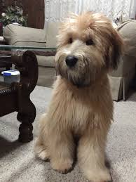Pin On Doggos 3
