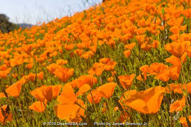 Borrego springs, california, on 10 march 2019. Poppies Are Poppin In San Diego County Super Bloom 2019 Desertusa Stories News