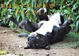 Maybe you would like to learn more about one of these? Tierheim Linth