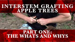 Maybe you would like to learn more about one of these? Interstem Grafting Of Apples Small Trees Big Roots Skillcult
