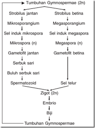 Tumbuhan biji terbuka dan tumbuhan biji tertutup. Tumbuhan Berbiji Terbuka Dan Tertutup Beserta Gambarnya Dosenbiologi Com