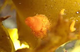 Image result for Equilabium candelabriforme