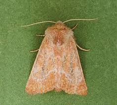 Image result for Photedes extrema