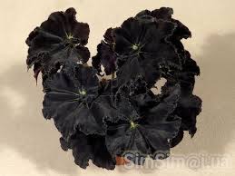 Pin On Begonia